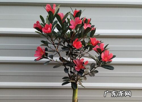 四季杜鹃茶花一年开几次花 开花时间几月份