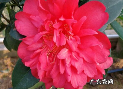 四季杜鹃茶花一年开几次花 开花时间几月份