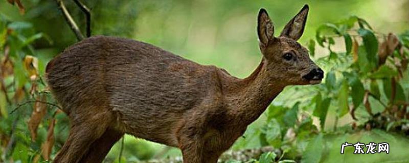 狍子吃什么食物,附养殖要点