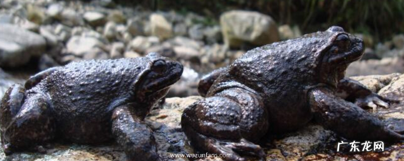 石蛙养殖池建设方法,石蛙的生长环境