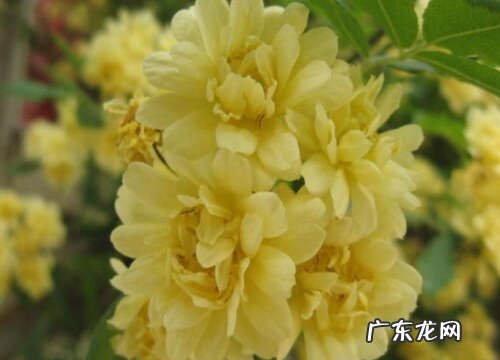 黄木香花一年开几次花 花期什么时候
