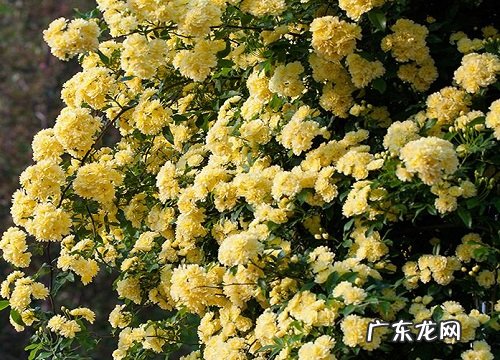 黄木香花一年开几次花 花期什么时候