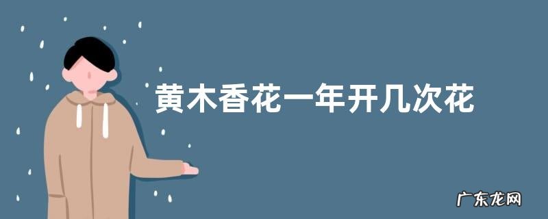 黄木香花一年开几次花 花期什么时候
