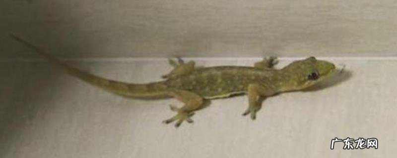 壁虎的分布范围,壁虎的天敌