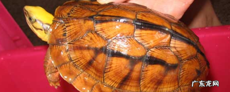 金钱龟的寿命有多长，能长多大