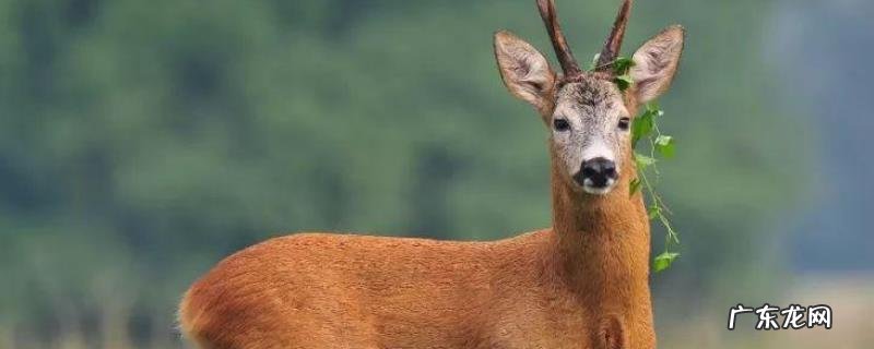 狍子的天敌有哪些?各天敌的食性