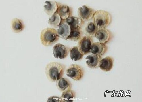 蜀葵种子什么时候播种最好