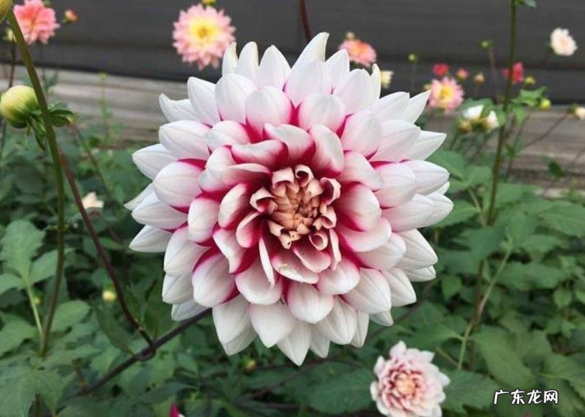 大丽菊什么时候开花 开放时间是几月