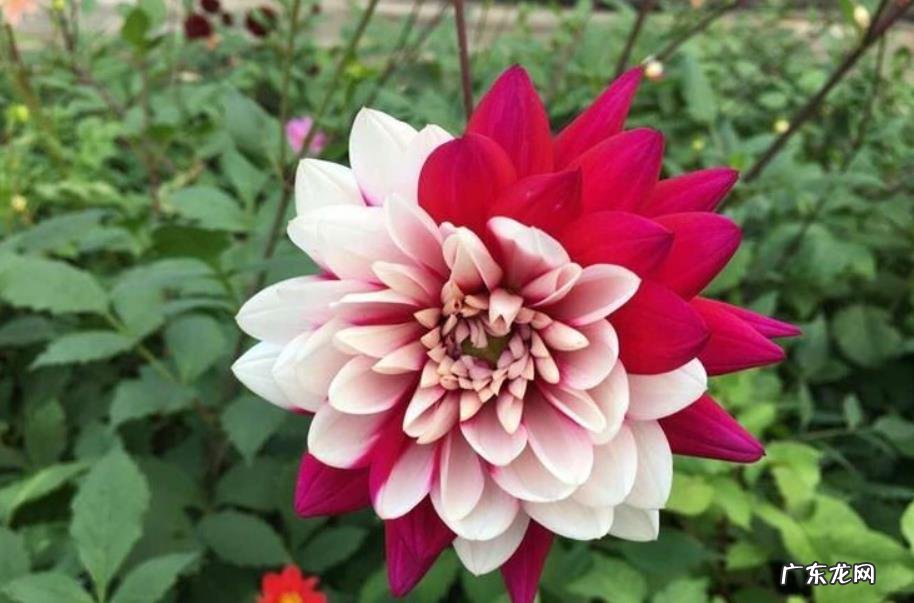 大丽菊什么时候开花 开放时间是几月