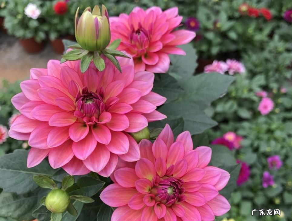 大丽菊什么时候开花 开放时间是几月