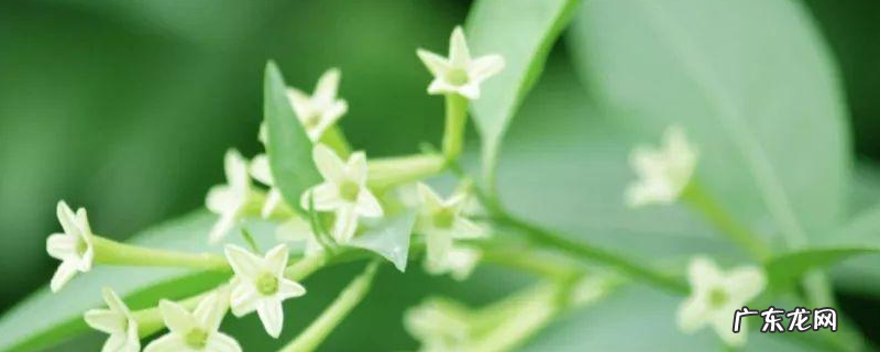 夜来香有毒吗?有哪些作用