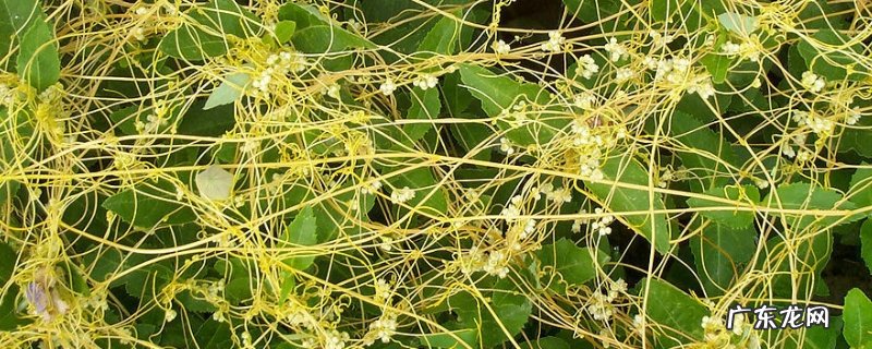 菟丝子种子价格及种植方法，菟丝子播种方法