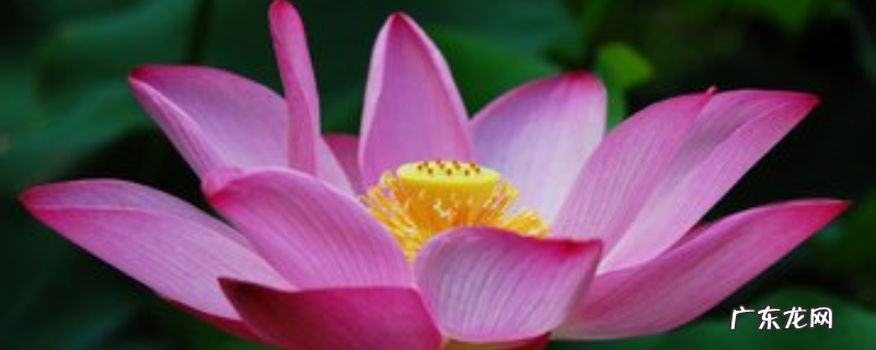 荷花什么时候开?附开花过程及盆栽荷花不开花的原因