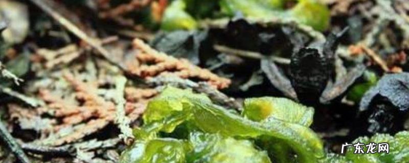 地皮菜能人工种植吗?附地皮菜的生长环境