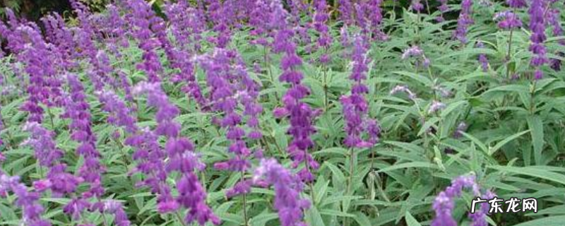 鼠尾草种子价格及种植方法,附播种方法