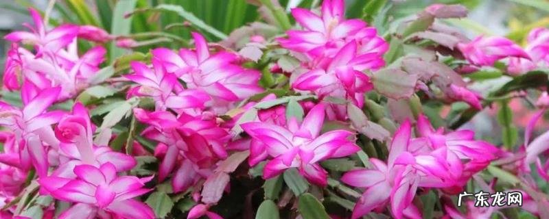 蟹爪兰什么时候开花?蟹爪兰花期怎么调节