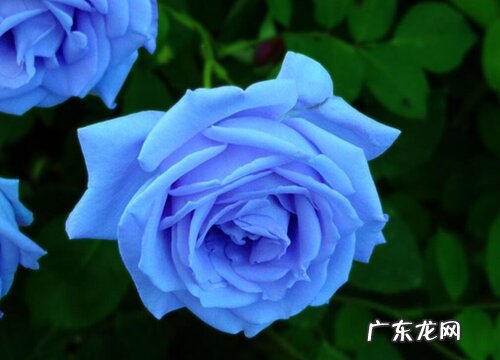 蓝色玫瑰的花语是什么意思 不同朵数代表寓意