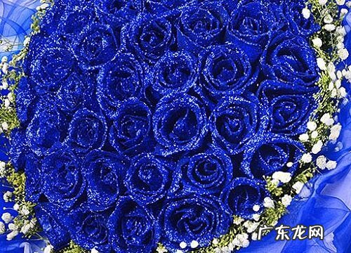 蓝色玫瑰的花语是什么意思 不同朵数代表寓意