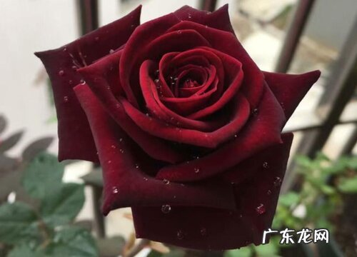 7朵玫瑰花的花语是什么意思 送7朵玫瑰花代表的寓意