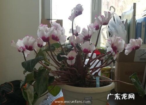 仙鹤来花代表什么意思