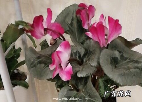 仙鹤来花代表什么意思