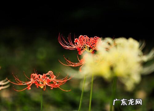 龙爪花可以放卧室吗