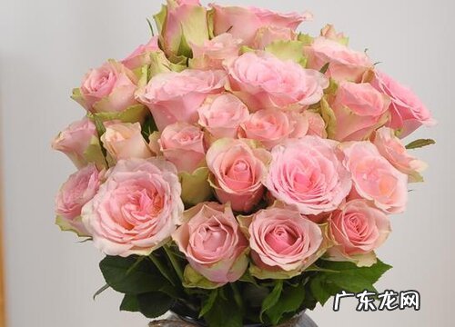 有讲究 粉色玫瑰的花语是什么意思 不能随便送人