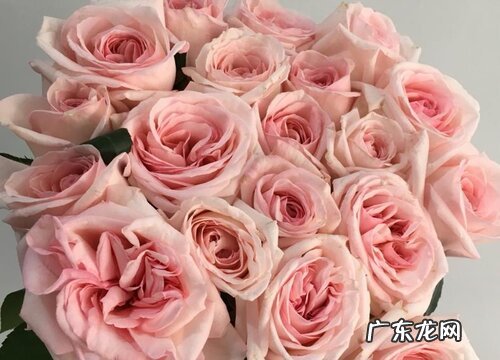 有讲究 粉色玫瑰的花语是什么意思 不能随便送人