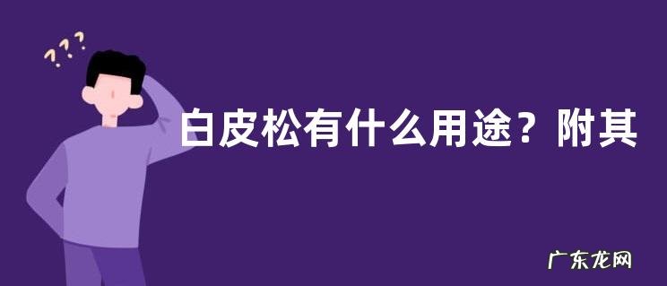 白皮松有什么用途？附其产地和种植技术