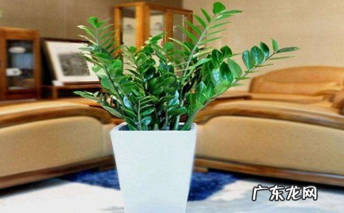 金钱树适合放办公室吗 放什么位置风水好