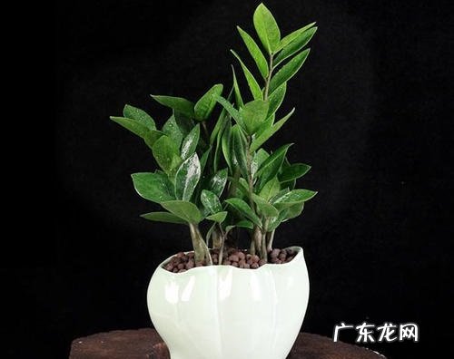 金钱树适合放办公室吗 放什么位置风水好