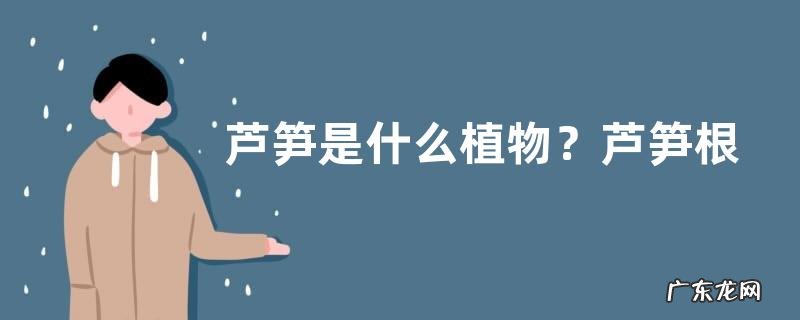 芦笋是什么植物？芦笋根、茎、叶的组成