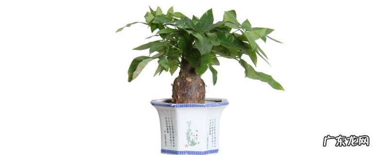发财树会开花吗?发财树的养殖方法