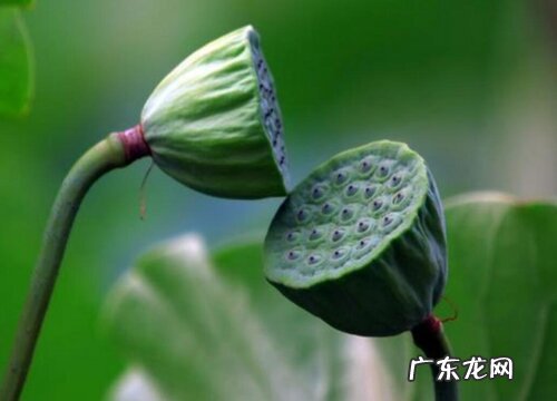 夏季水果 莲蓬是水果吗 属于蔬菜还是水果