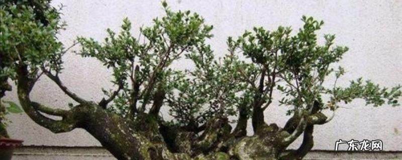 黄荆盆景制作与养护,附黄荆盆景如何取材