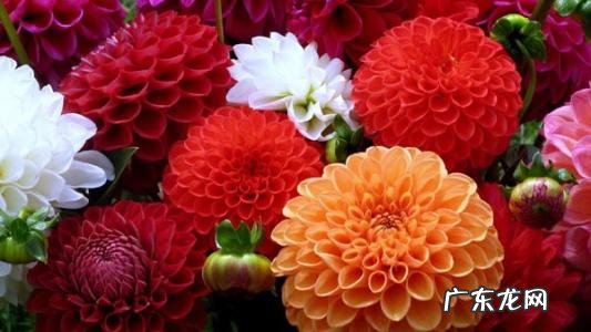 大丽花叶子蔫了怎么办 打蔫原因及补救方法