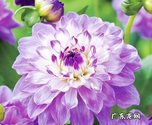 大丽花叶子蔫了怎么办 打蔫原因及补救方法