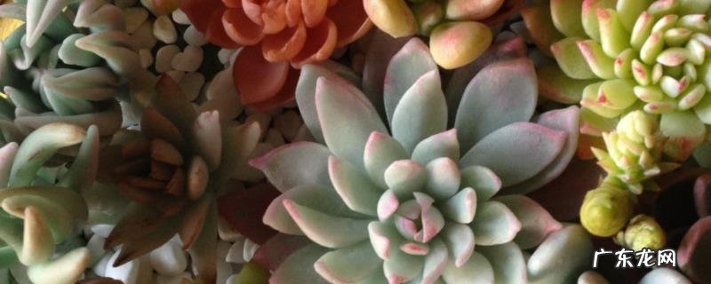 最容易养的多肉植物,姬胧月、虹之玉、冬美人等