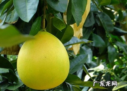 柚子几月开花几月结果 挂果后多长时间成熟