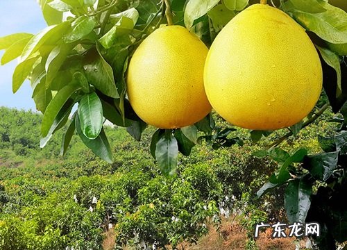 柚子几月开花几月结果 挂果后多长时间成熟