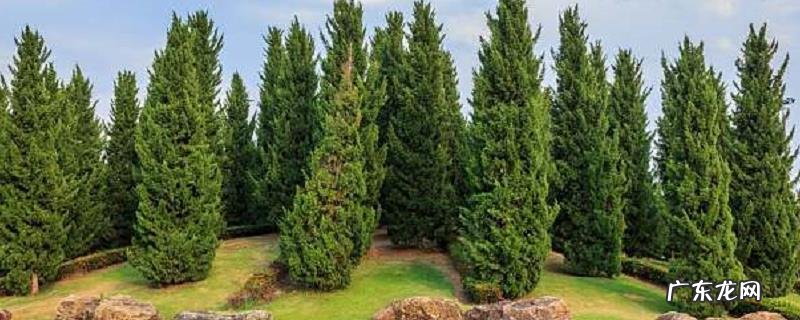 松树有什么作用？附其药用价值