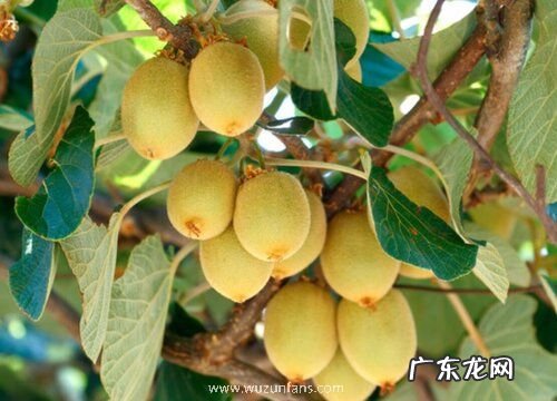 猕猴桃几月份成熟采摘 成熟上市季节是几月份