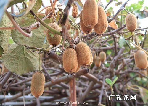 猕猴桃几月份成熟采摘 成熟上市季节是几月份