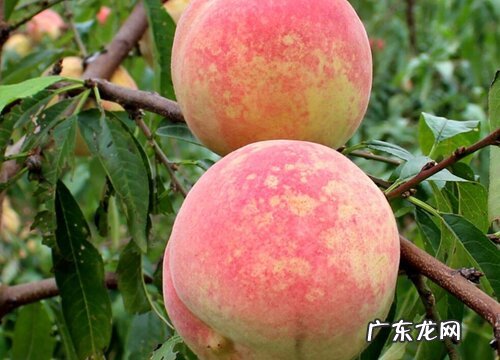 冬桃几月开花几月结果 成熟期是什么时候