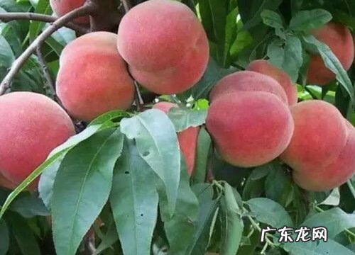 冬桃几月开花几月结果 成熟期是什么时候