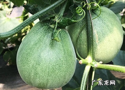 甜瓜是水果吗 是什么季节水果