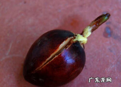 牛油果种子可以吃吗