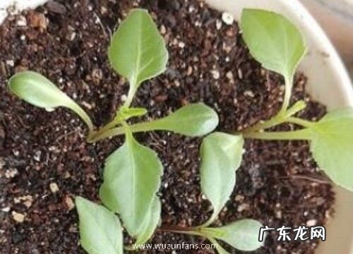 小丽花播种后多久开花 播种种子当年能开花吗