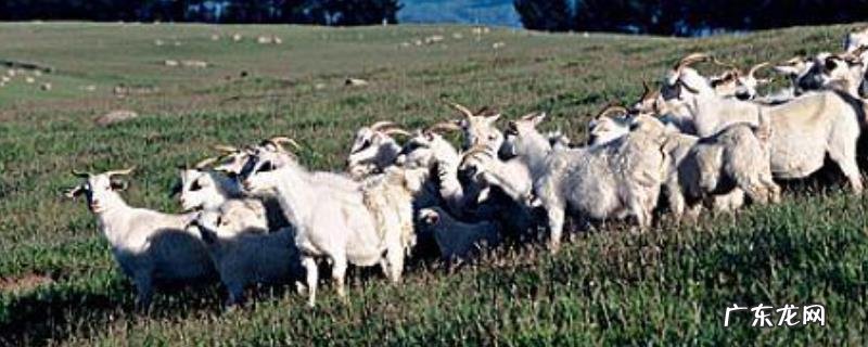 识别山羊疾病的方法,从不同角度辨别