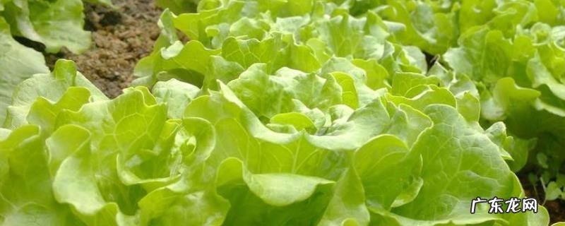 生菜什么时候传入中国？附生菜有哪些食用价值